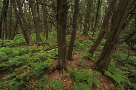 Cedar Bog Lake Cedar Swamp