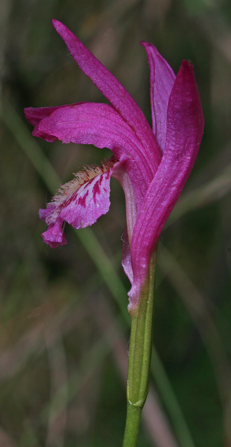 Arethusa bulbosa