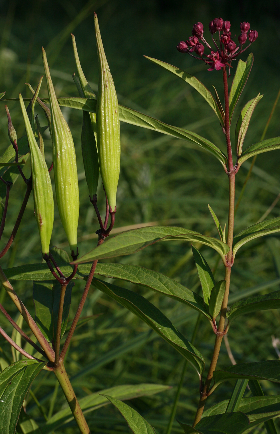 Asclepias incarnata