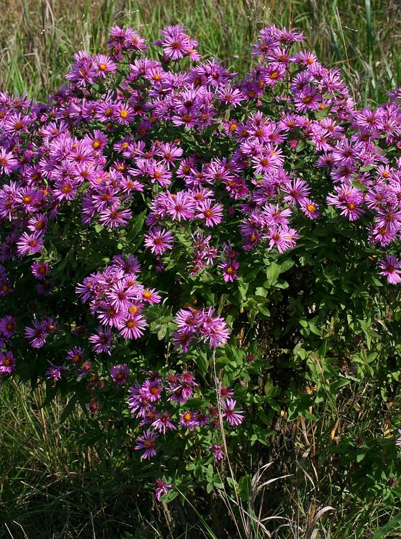 Aster novae-anglia