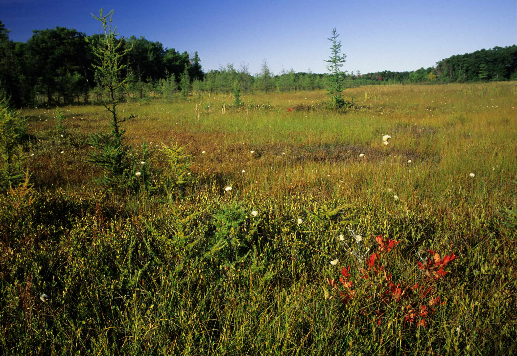 Beckman Lake Bog