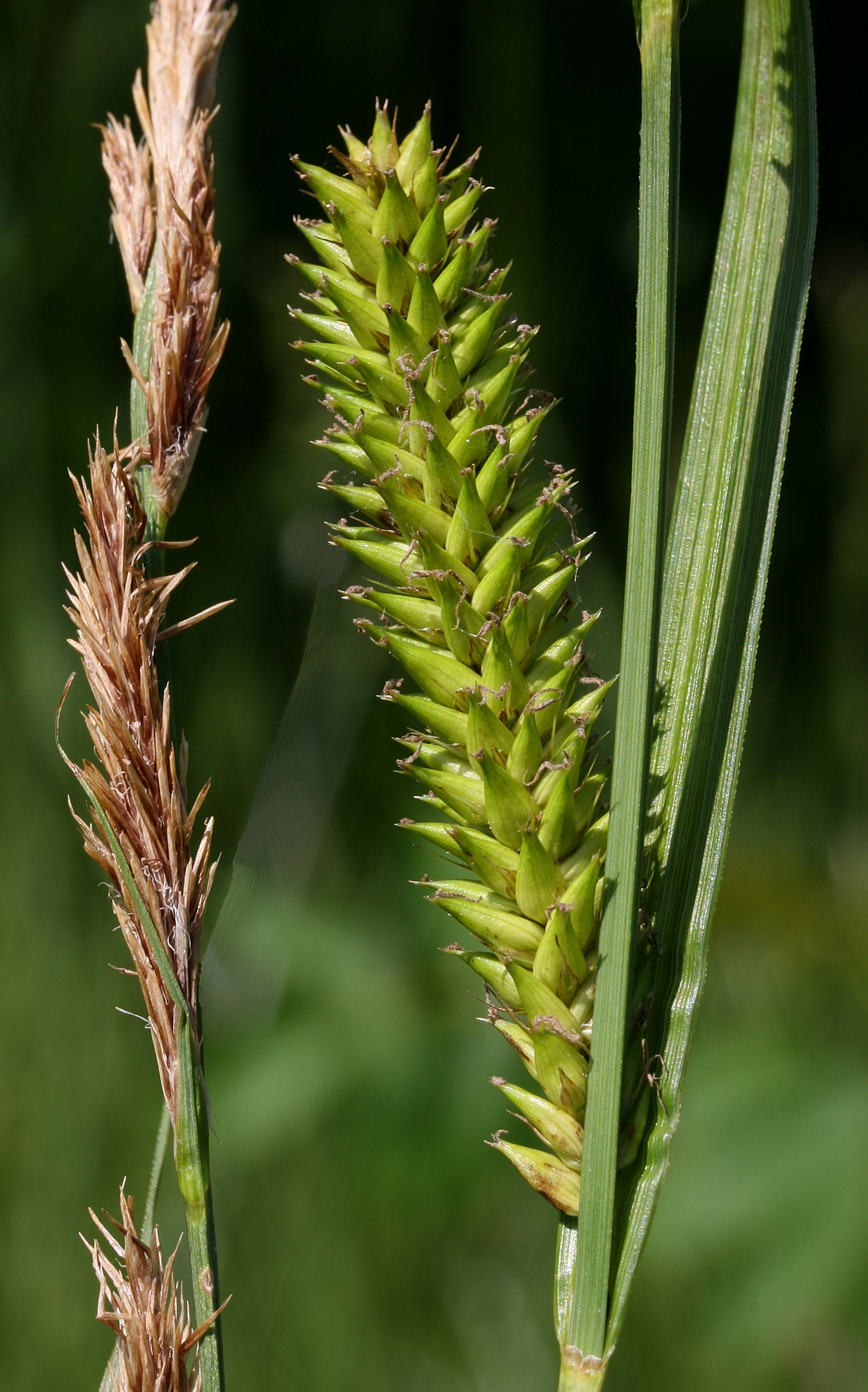 Carex lacustrir