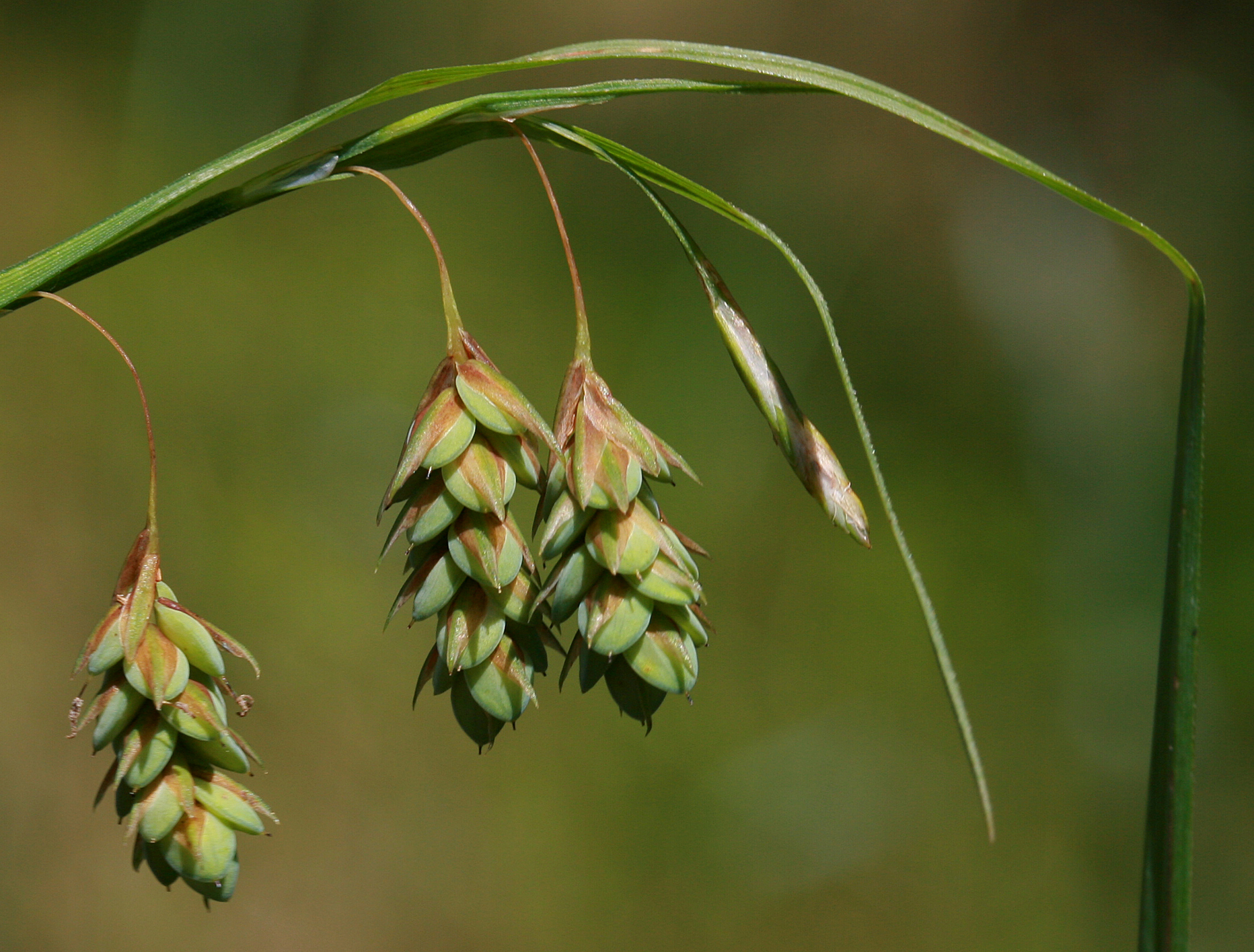 Carex magellanica