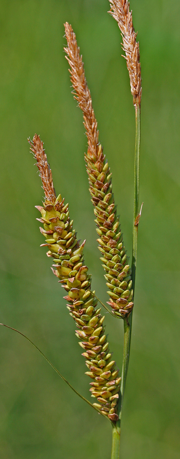 Carex stricta