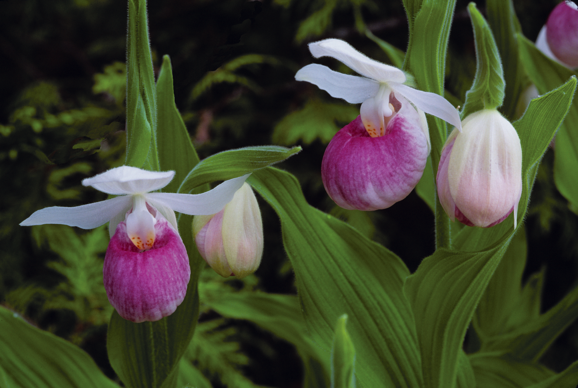 Cypripedium reginae