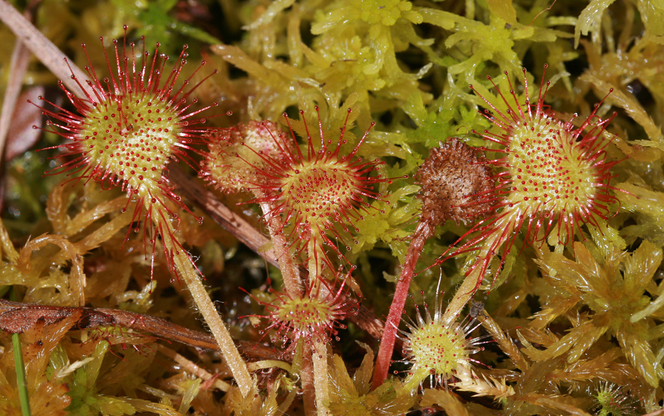 Drosera rotundifolia
