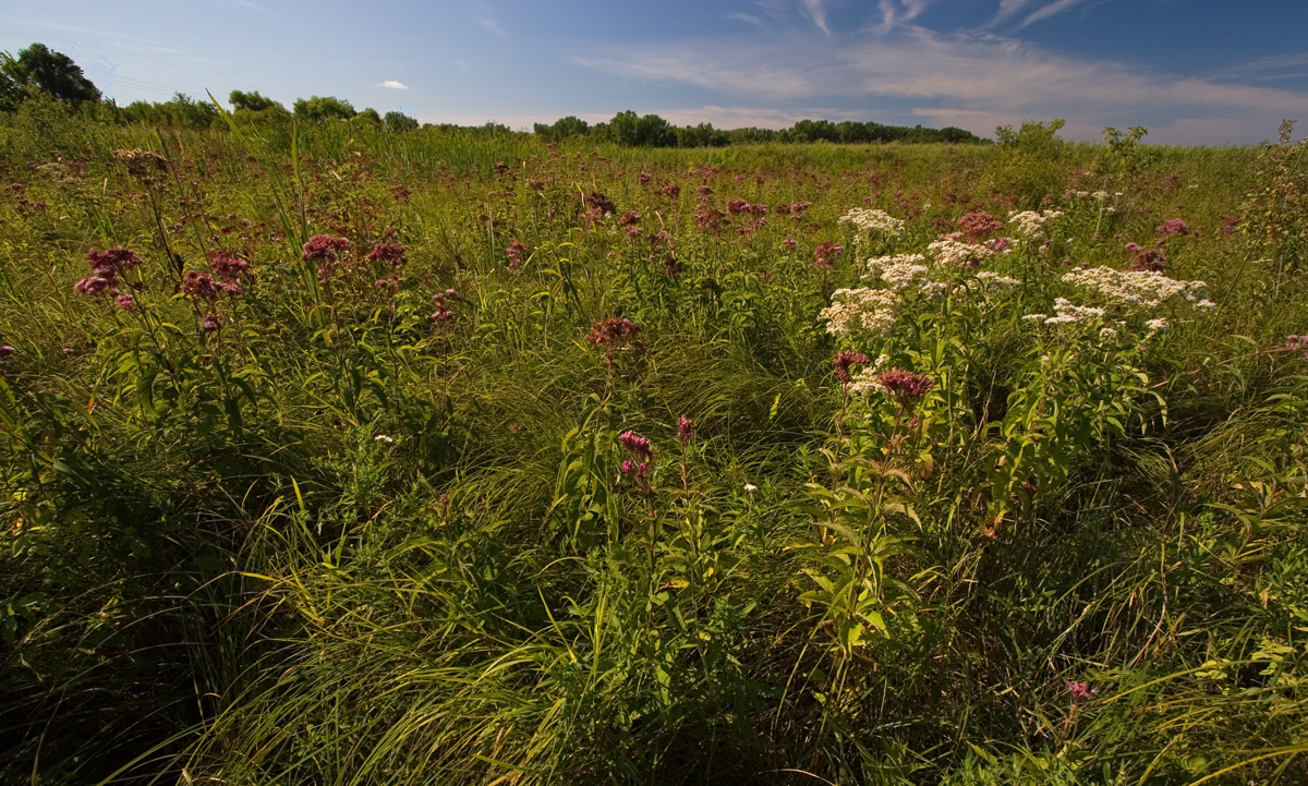 Fort Snelling sedge meadow