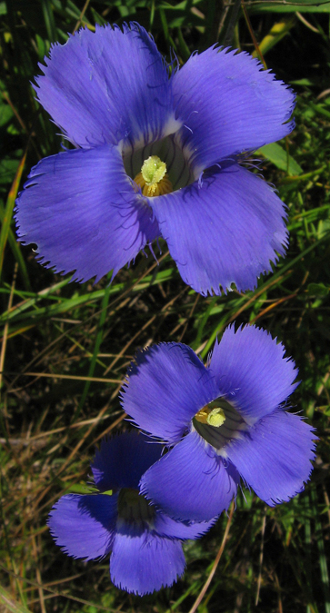 Gentianaopsis procera