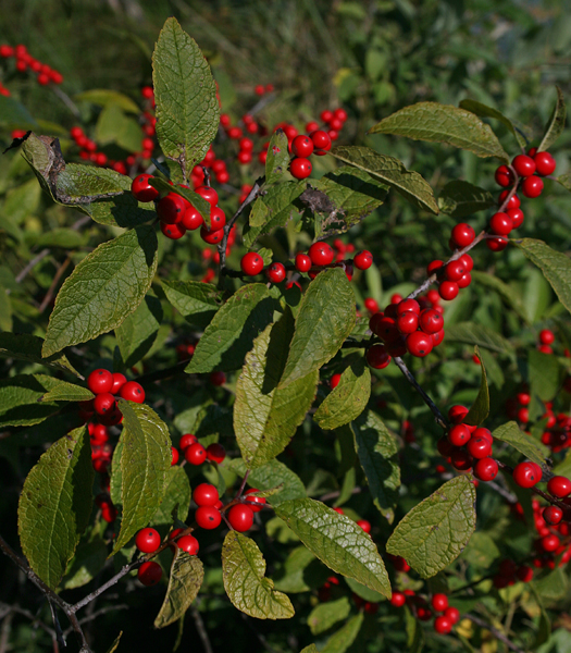 Ilex verticillata fruit