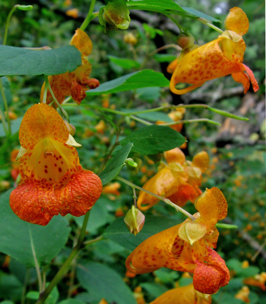 Jewelweed