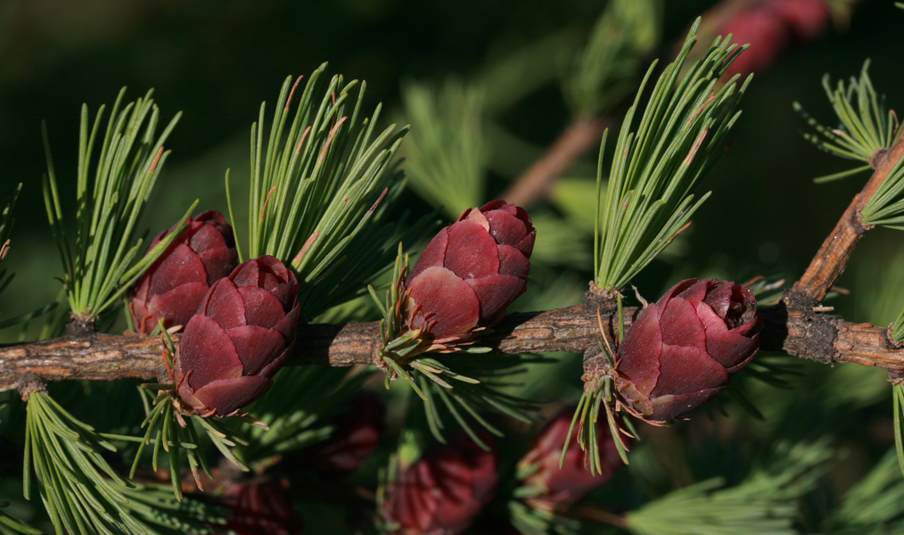 Larix laricina