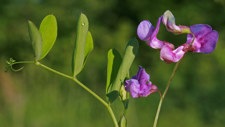 Lathyus palustris
