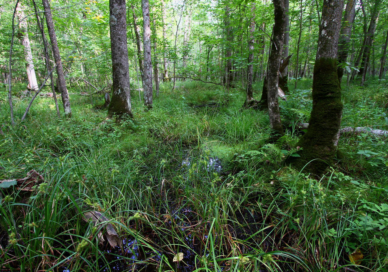 Mille Lacs Kathio Swamp