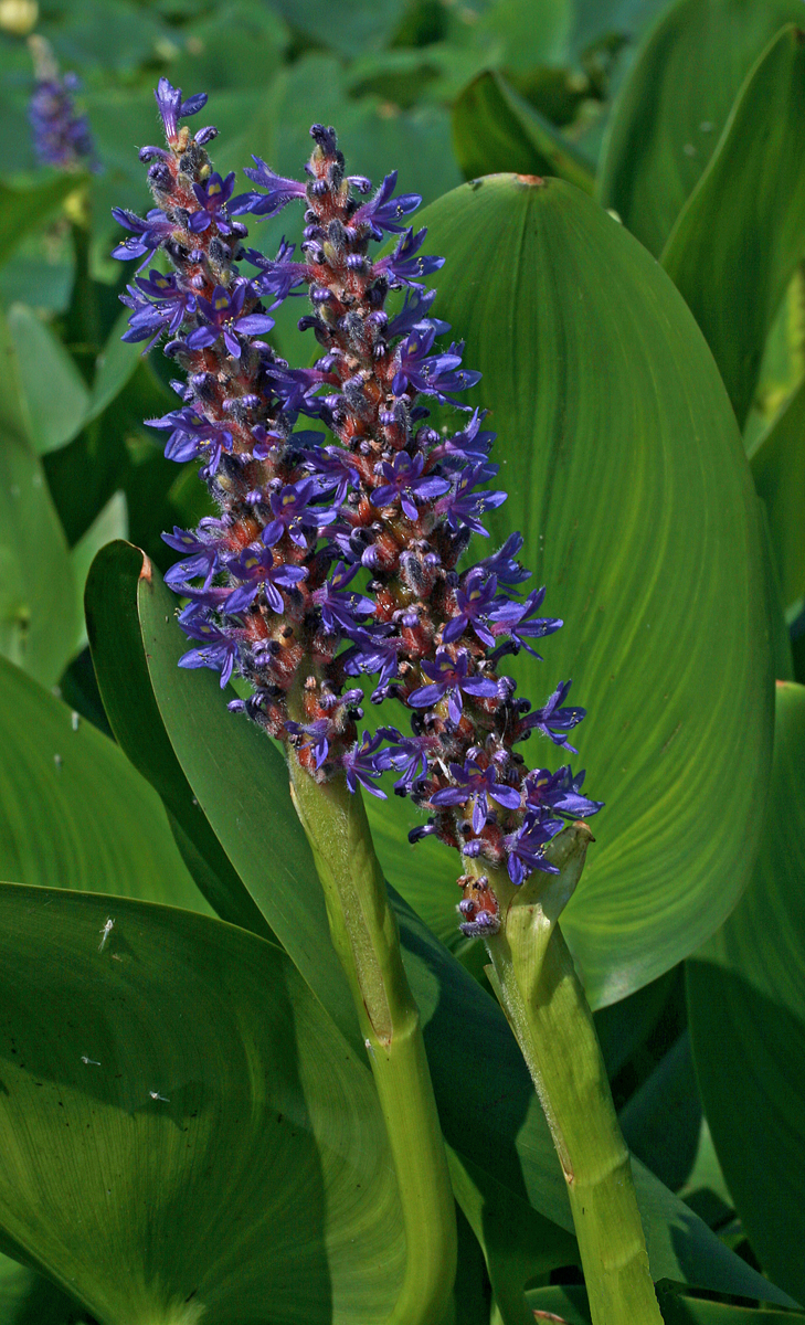Pontederia cordata