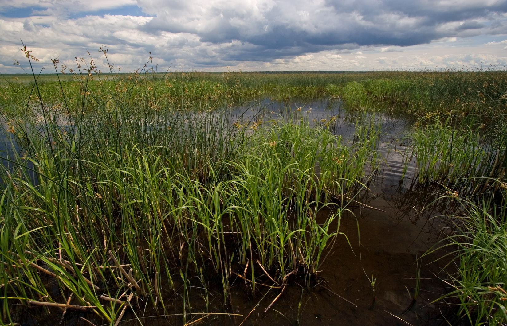 Rice Lake Deep Marsh