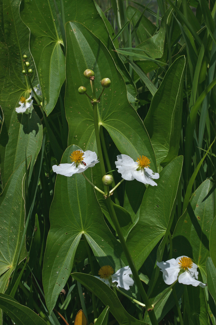 Sagittaria latifolia