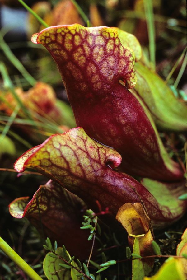 Sarracina purpurea clump