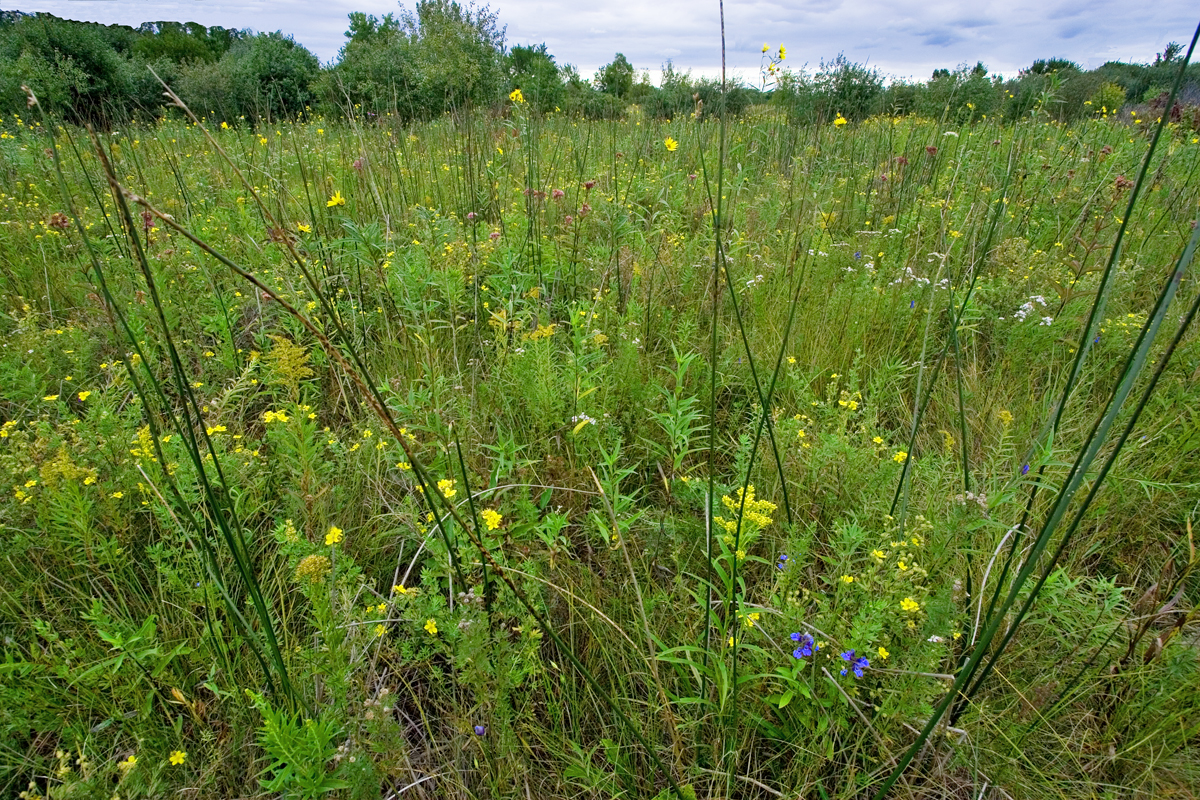 St. Paul District > American Wetlands Month > Fens