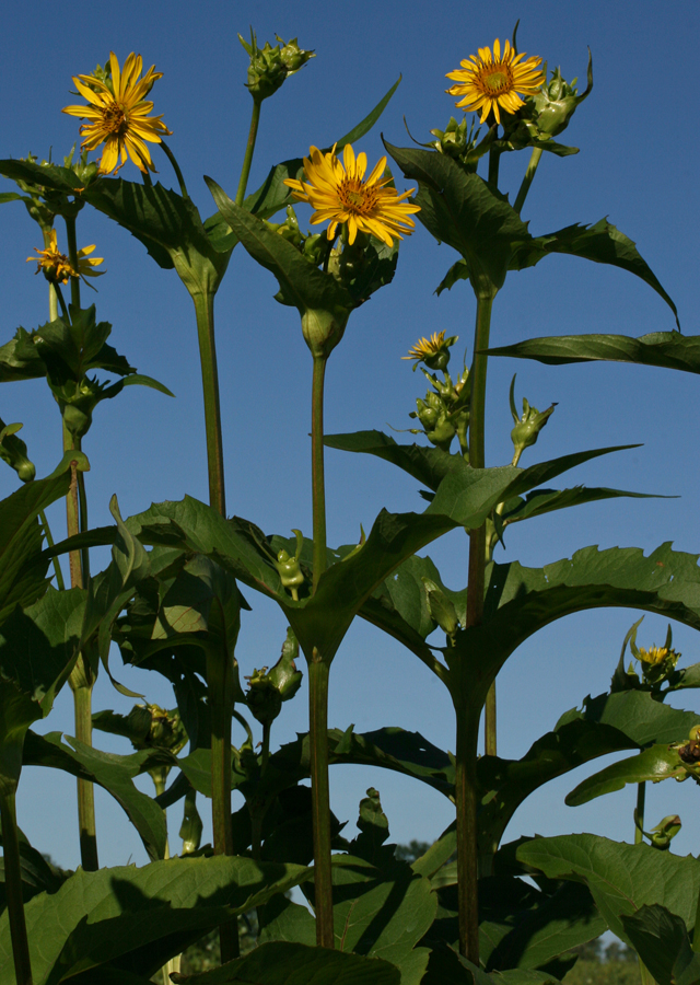 Silphium perfoliatum