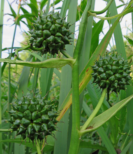 Sparganium eurycarpum