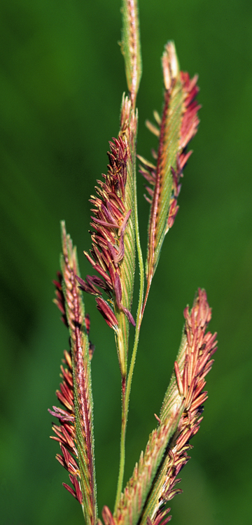 Spartina pectinata