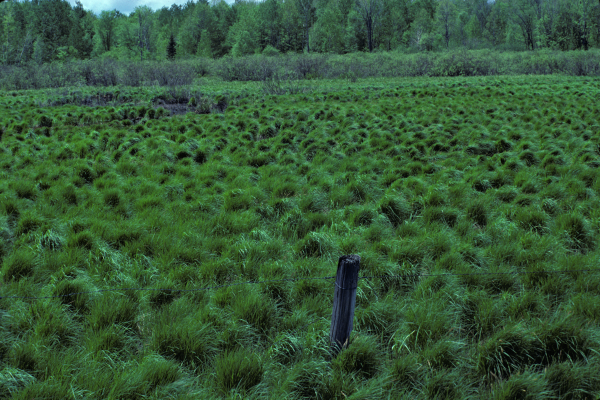 Tussock meadow