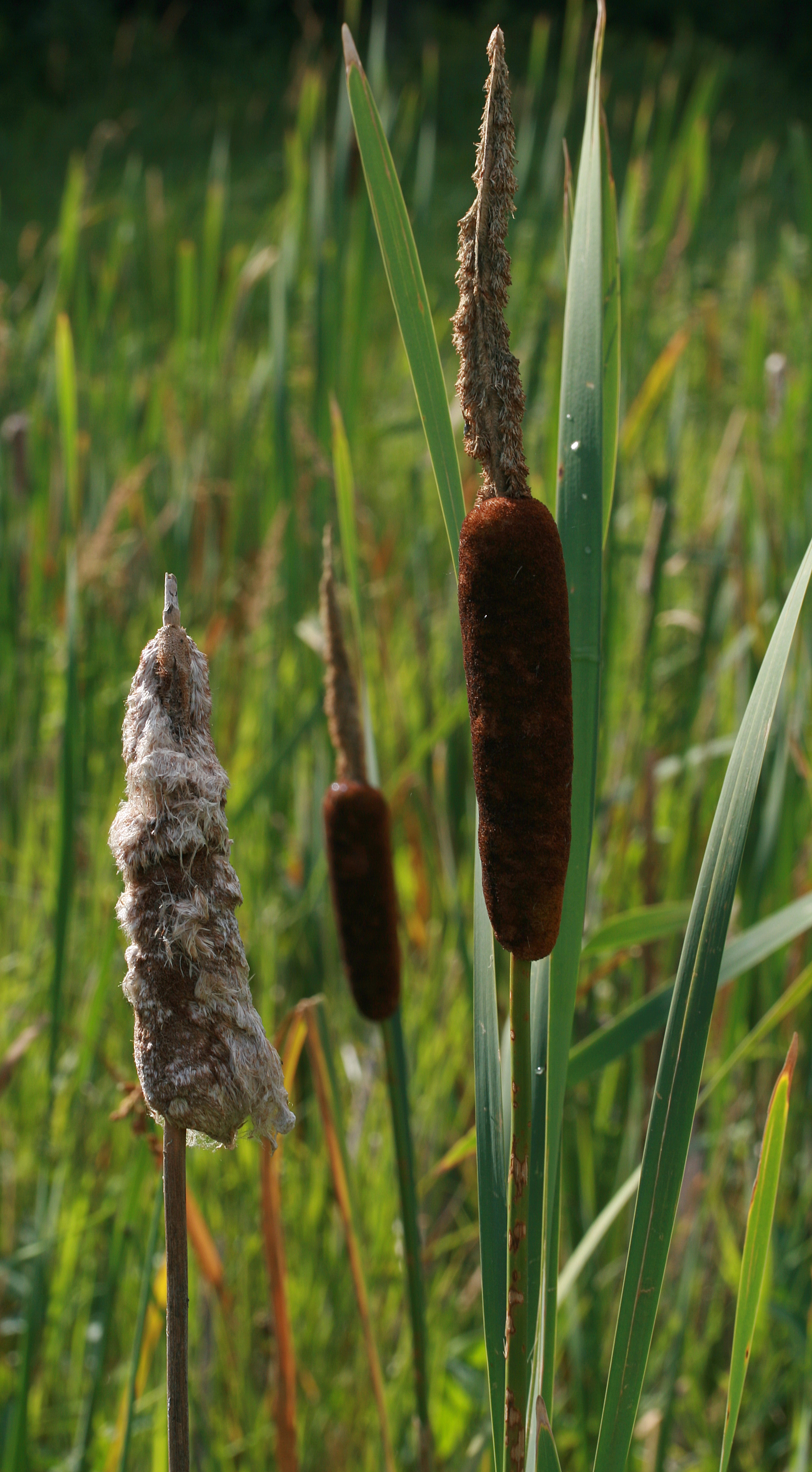 Typha latifolia