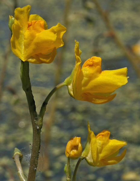 Ultricularia macrorhiza