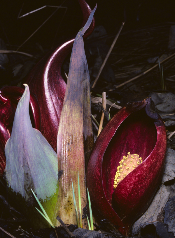 Skunk Cabbage