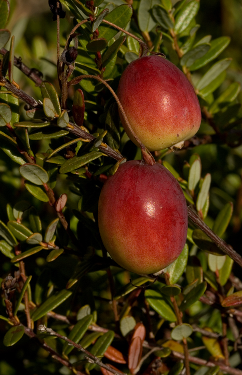Vaccinium macrocarpo