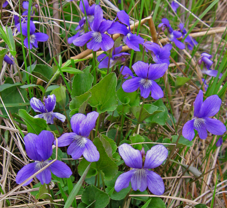 St. Paul District > American Wetlands Month > Fens