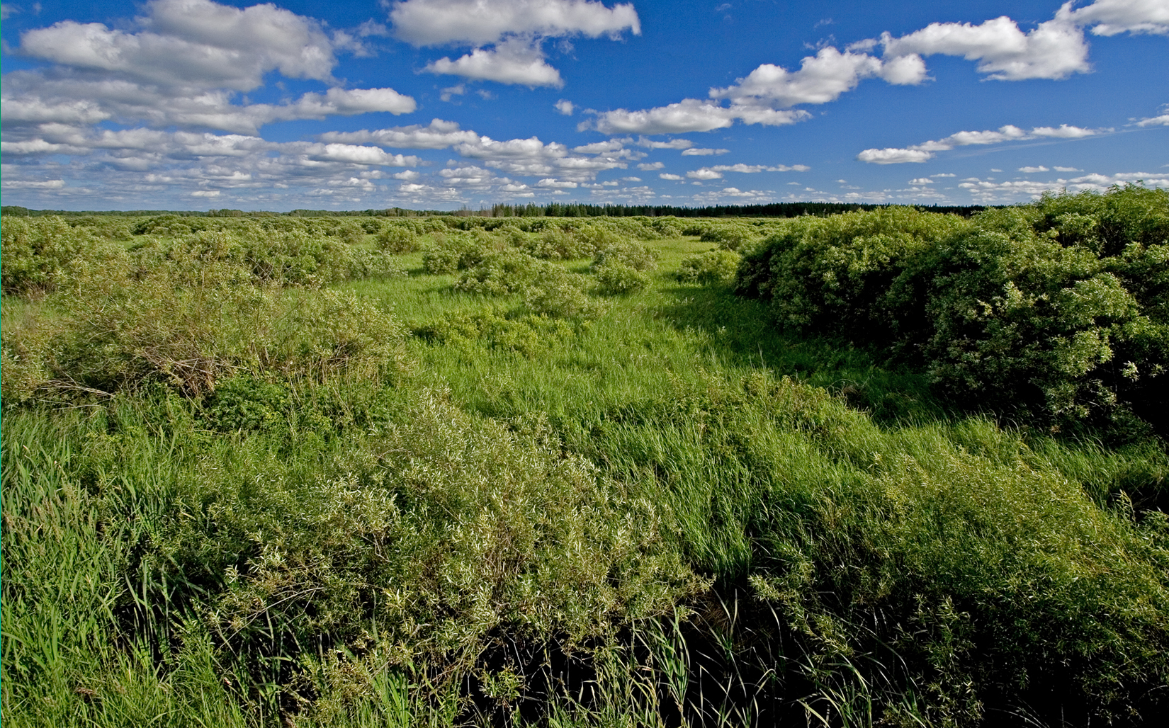 Willowsippi WMA